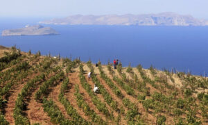 men picking grapes in 'Manalis Winery' vineyard in the background of blue sky, the sea and mountains