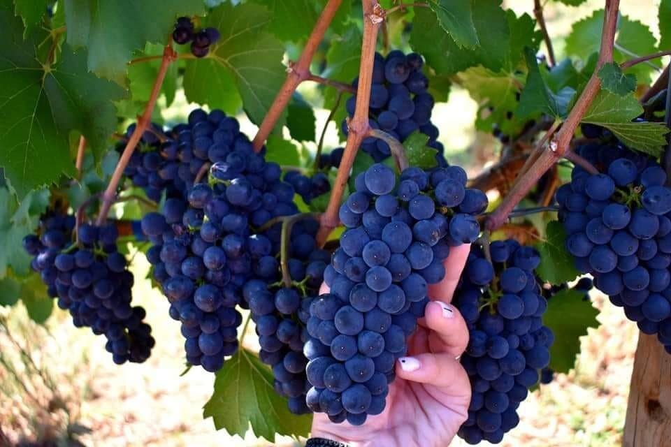 Manolesakis Estate Awards - Gastronomy Tours woman showing at the camera bunches of black grapes at ‘Manolesakis Estate’ vineyard that recognized with many awards|