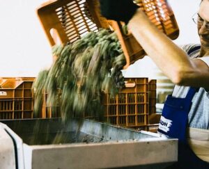 man οverturning crate with grapes into vate at Manousakis Winery facilities