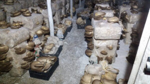 inside greenhouse of 'Mitato Mushrooms Farm' with fresh Pleurotus mushroom crops