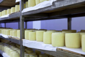 lying 'graviera' cheeses balls on shelves at 'Mystakelli Dairy' plant