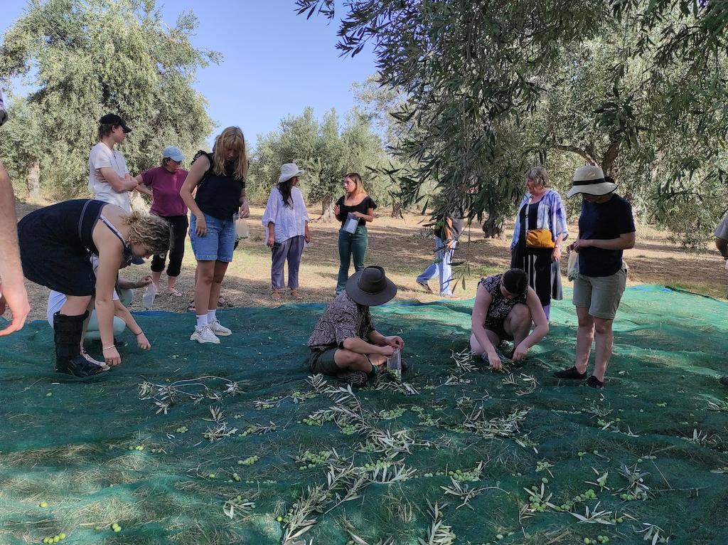 Newsletter - December 2022 - Gastronomy Tours olive harvest at with green at olive grove and tourists pick olive