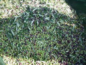 close-up of olives green and black with leaves at Evonymon