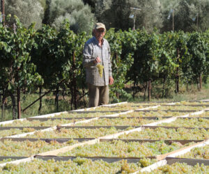 old man looking at the camera and keeping a bunche of grapes at Olympia Land Estate winery