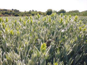 crops of Sideritis also known as mountain tea at 'Organic Islands'