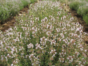 crops of green plants with white flowers at 'Organic Islands'