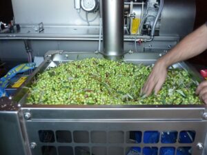 part of olive oil press machine and a woman filling fresh olives it at Evonymon plant