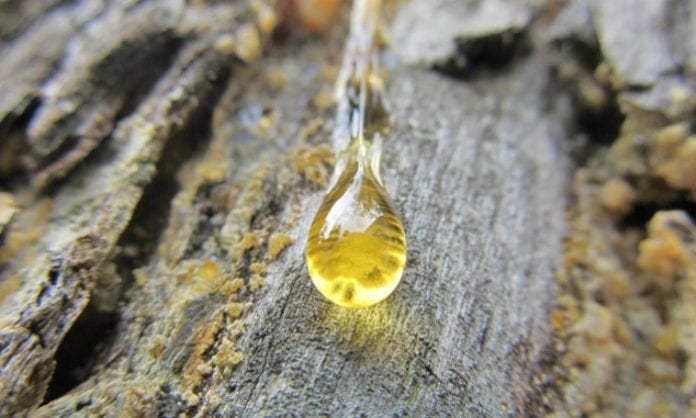 Pine resine for retsina