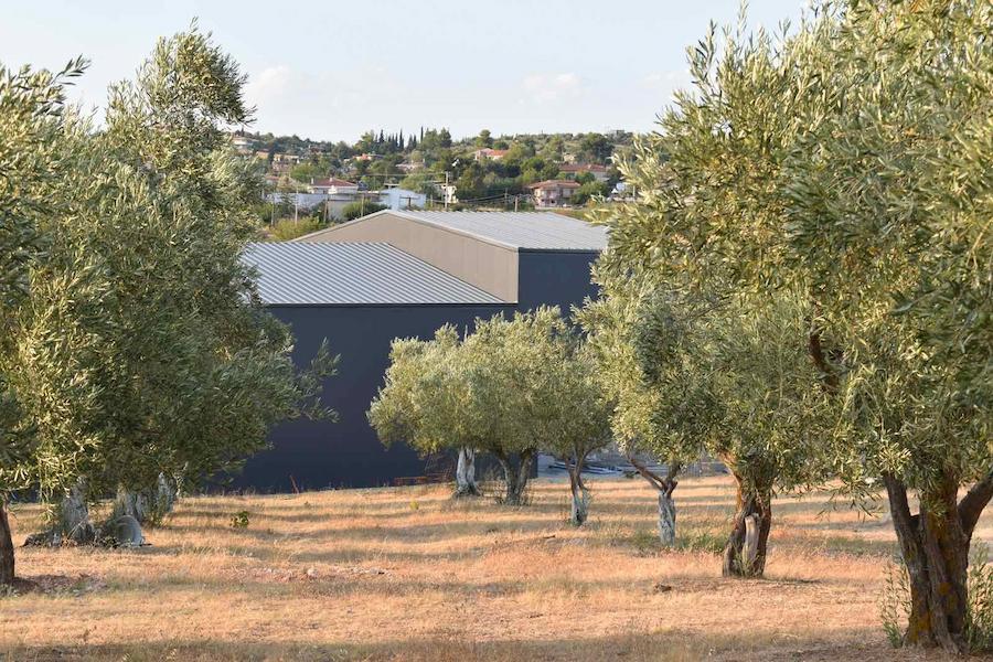Newsletter - December 2022 - Gastronomy Tours olive grove at Askra Olive Oil area