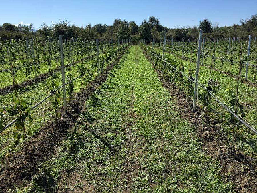 Jima Winery Awards - Gastronomy Tours rows of vines at Jima winery vineyards in the background of trees and blue sky
