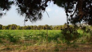 two rows of vines at Georgas Family vineyards in the background of blue sky and trees