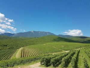 rows of vines from above at Ktima Kir Yianni vineyards in the background of blue sky and mountains