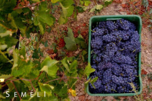 plastic create with black grapes on the ground at 'Semeli Estate' vineyards