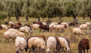 sheeps grazing on grass in the background of trees at Perivolaki area