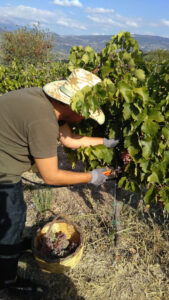 man cutting branche of black grape with a scissors at 'Wisdom of Nature'