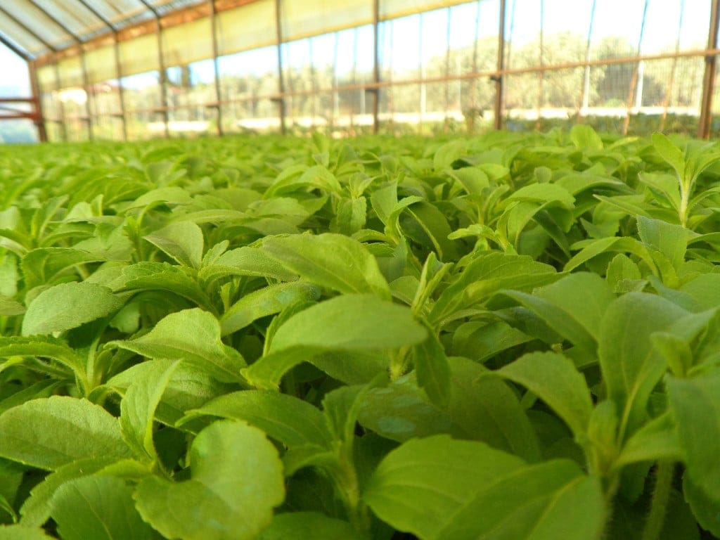 Stevia Hellas COOP Awards - Gastronomy Tours close-up of green plants at ‘Stevia Hellas COOP’ greenhouse that recognized with many awards|