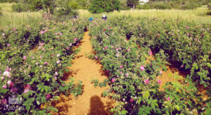 men picking pink roses flowers at 'Tentoura Castro Distillery'