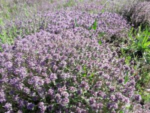 close-up of purple flowers crops at 'The Bear's Honey'