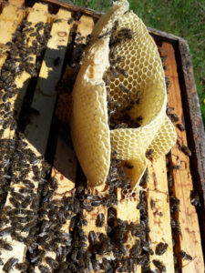 a piece of comb on the hive with bees at 'The Bear's Honey'
