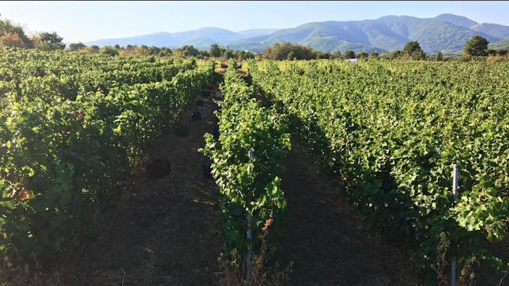 Pantou Estate Awards - Gastronomy Tours rows of vines at ‘Pantou Winery’ vineyards that recognized with many awards|