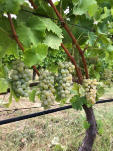 Pantou winery vineyards full of bunches of white grapes