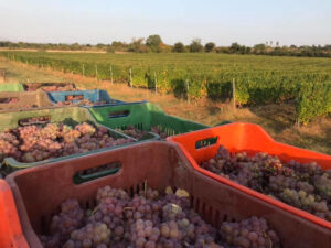plastic crates with brunches of grapes in front of the Pantou winery vineyards