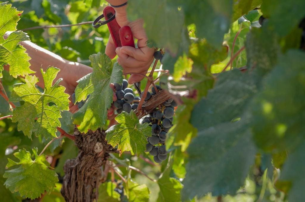 Kokotos Estate Awards - Gastronomy Tours close-up of a woman cutting bunches of black grape with a scissors at Ktima Kokotou vineyards|Kokotos Estate logo