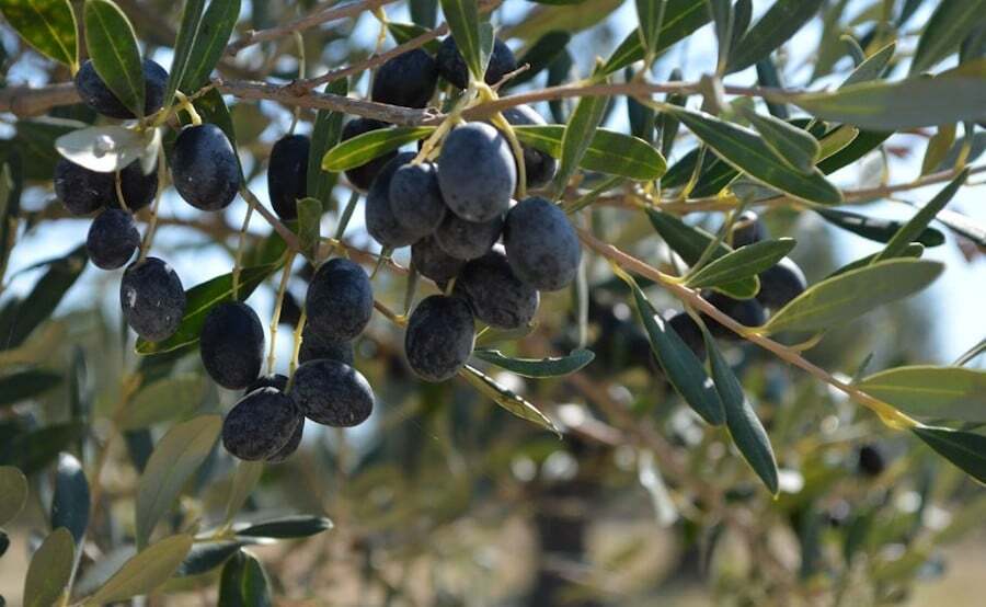 Το Olive Council εγκαινιάζει την Παγκόσμια Ημέρα Ελιάς - Gastronomy Tours close-up of brunches of ripe olives at the World Olive Tree Day|