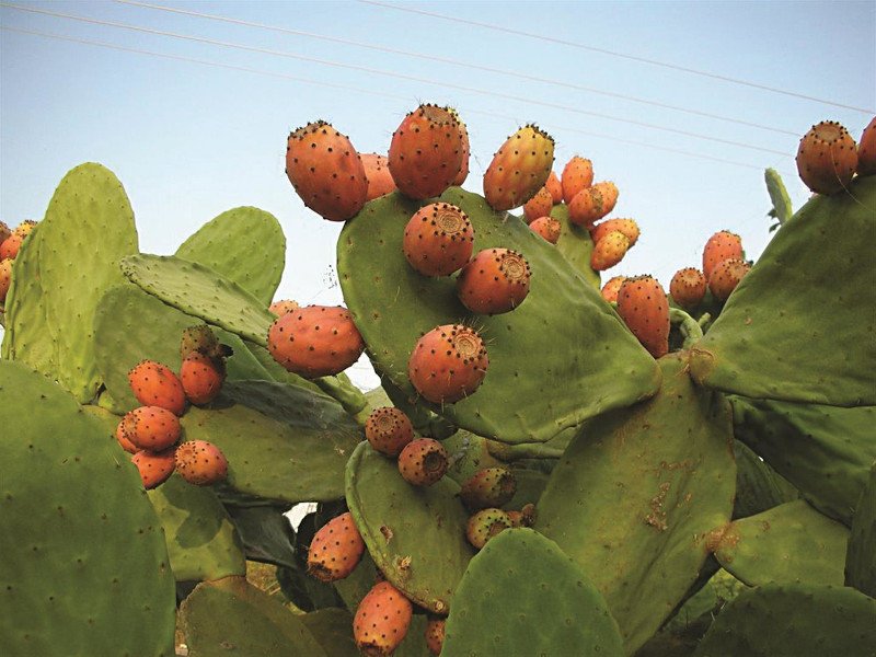 Mekila - Gastronomy Tours close-up of pears plant with fruits using to made Greek ‘mekila’ drink