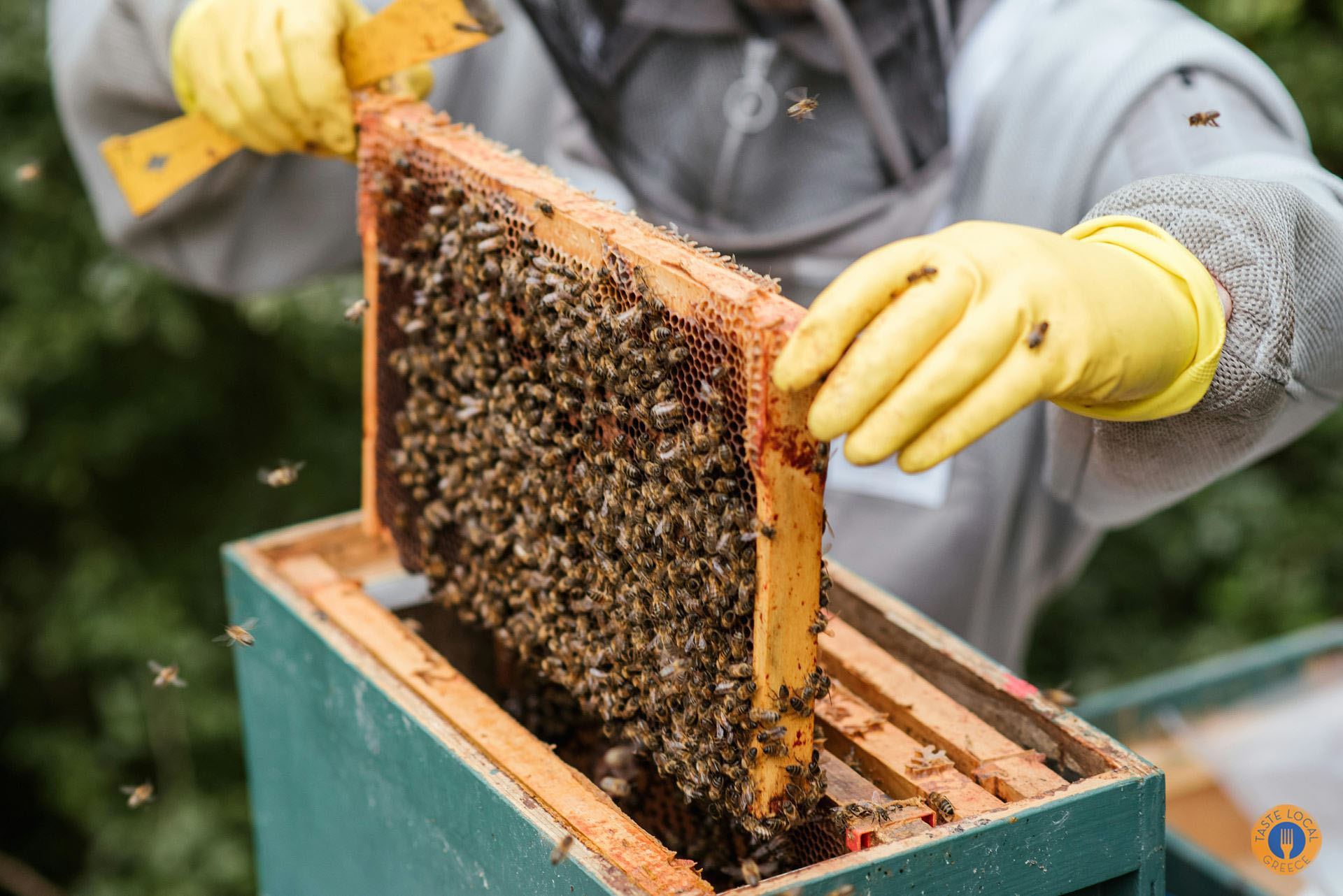 From Nectar to Honey - Gastronomy Tours 22 - Gastronomy Tours