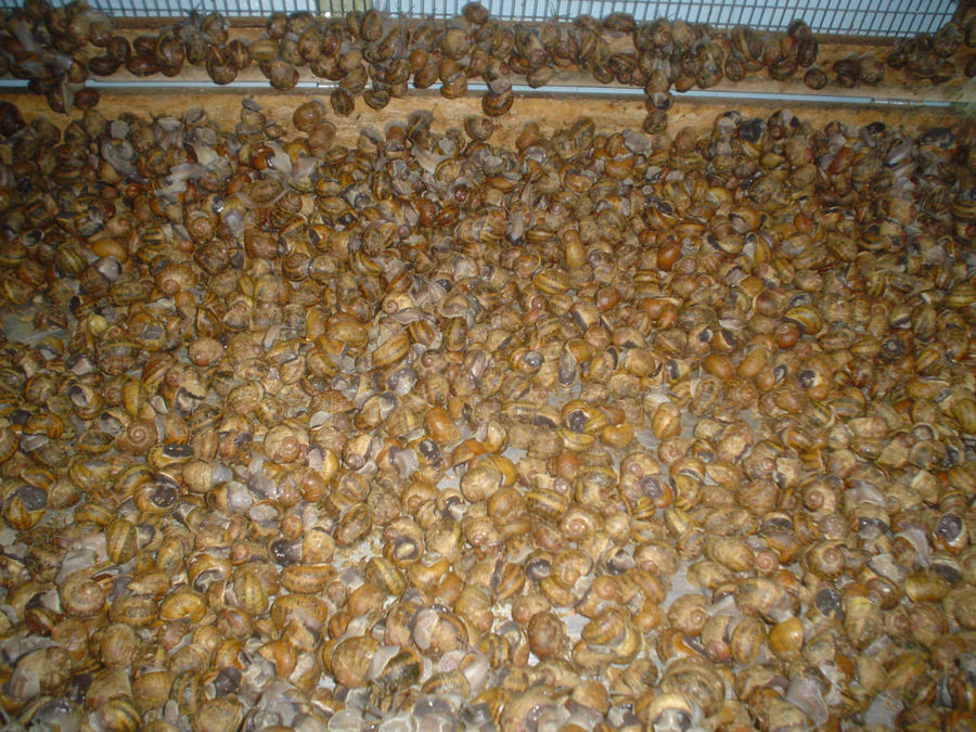 Mastic Snails - Gastronomy Tours Mastic Snails