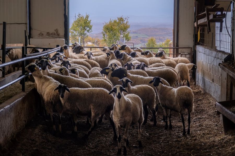 Farm Experience at Klonaras Farm