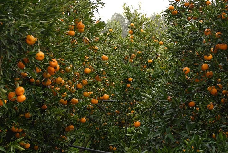 Chios mandarins
