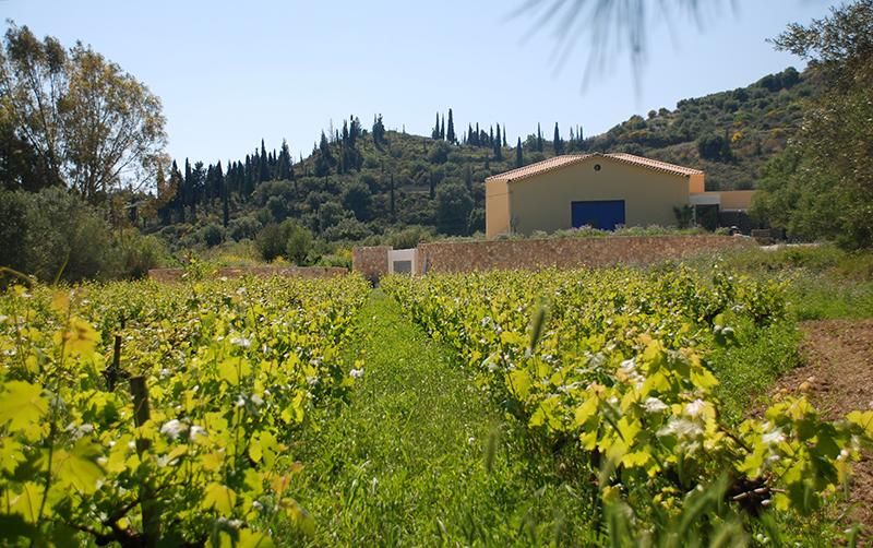 Sclavos Wines - Gastronomy Tours Sclavos Wines