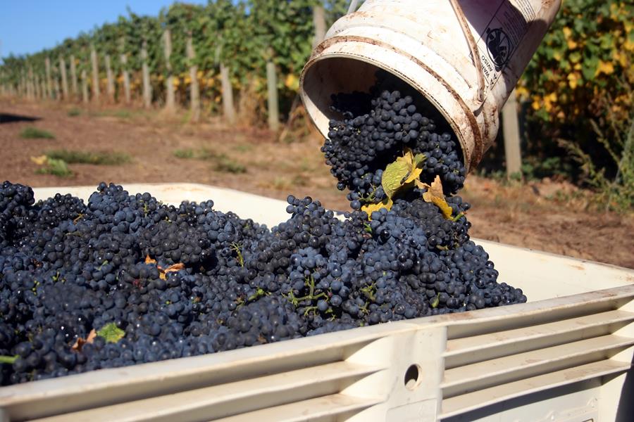 Tribute to Grape Harvest - Gastronomy Tours 6648488ba69eb4da4581a04a - Gastronomy Tours
