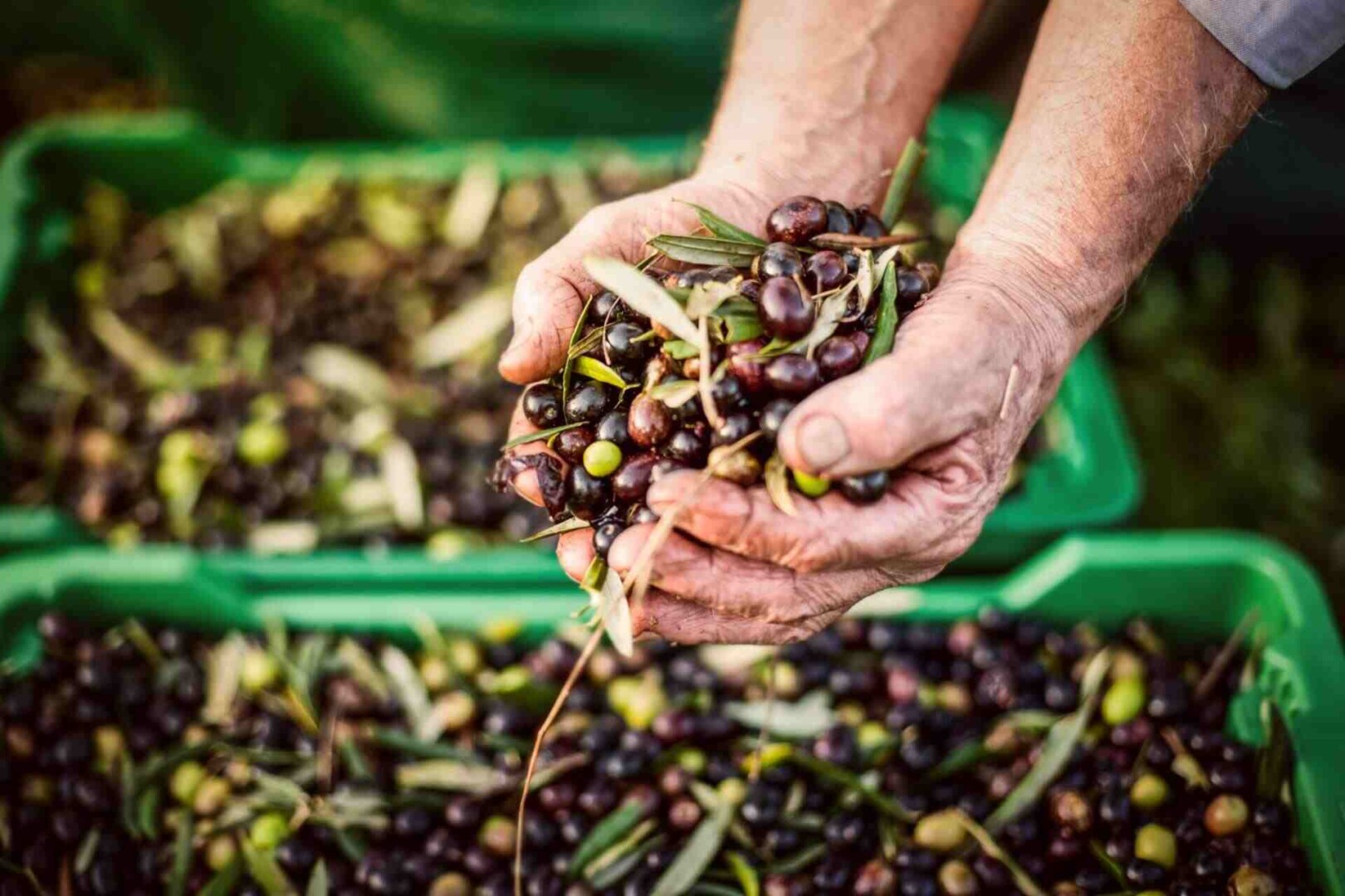 OLIVE HARVEST IN GREECE - Gastronomy Tours a person holding a handful of olives