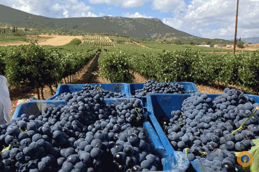 Tribute to Grape Harvest - Gastronomy Tours A man stands beside a large pile of grapes, showcasing the abundance of fresh fruit in a vibrant setting.