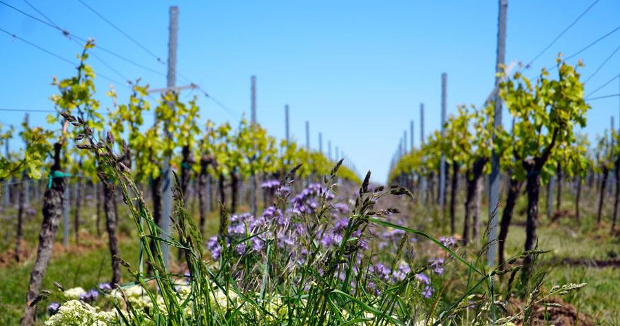 Tribute to Grape Harvest - Gastronomy Tours 664d880005cb5dc3334dae60 - Gastronomy Tours