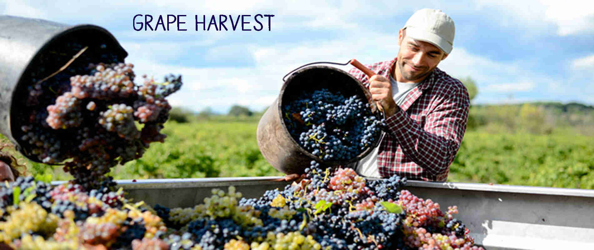 Tribute to Grape Harvest - Gastronomy Tours Tribute to Grape Harvest