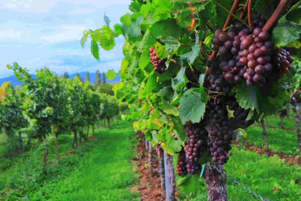 Tribute to Grape Harvest - Gastronomy Tours 66c71b63da795eaf28a81fb5 1 - Gastronomy Tours