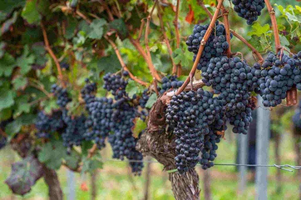 Tribute to Grape Harvest - Gastronomy Tours 66c71b63da795eaf28a81fb6 1 - Gastronomy Tours