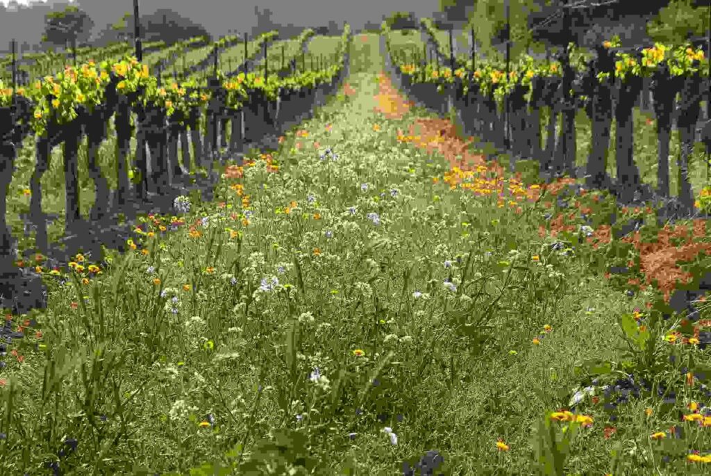 Tribute to Grape Harvest - Gastronomy Tours 66c71b63da795eaf28a81fb7 1 - Gastronomy Tours