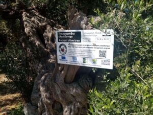 7DgIhYNy_an ancient tree2.jpg