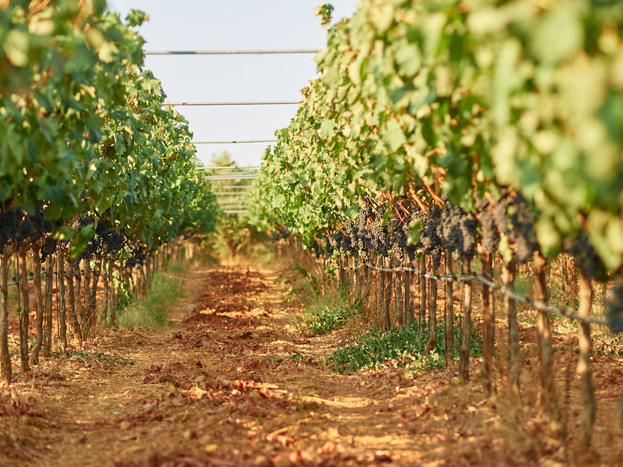 Agelakis Winery - Gastronomy Tours Agelakis Winery