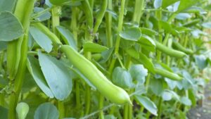 fava