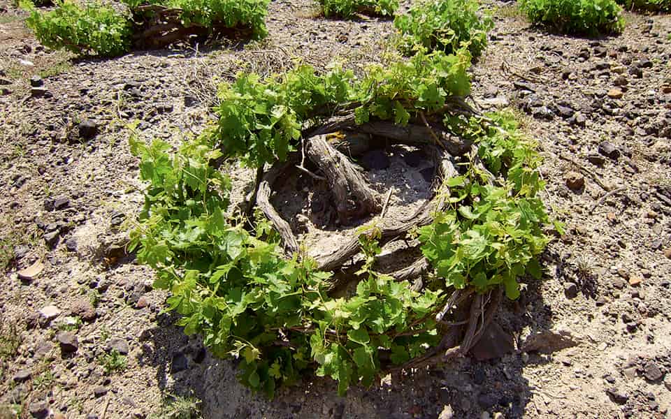 ASSYRTIKo 02 1 - Gastronomy Tours