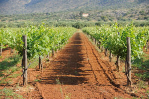 Agia-Triada-Gallery-02.jpg