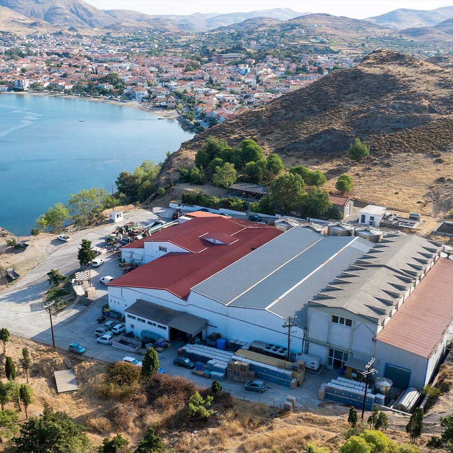 Limnos Wines Winery Tour and Wine Tasting Experience in Lemnos