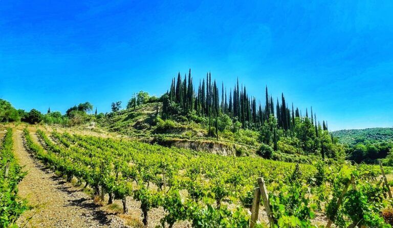 A Luxurious 4-Hour Wine & Culinary Journey at Psaroulis Wines - Gastronomy Tours A Luxurious 4-Hour Wine & Culinary Journey at Psaroulis Wines