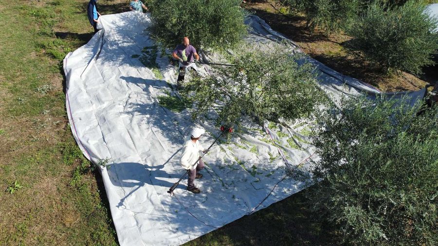 Stalida Olive Mill - Gastronomy Tours Stalida Olive Mill